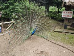 -黔灵山公园