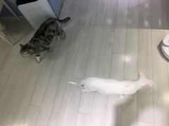 -喵的天空名猫咖啡馆·撸猫·猫舍·用品