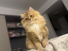 -爱妮康宠物医院·干细胞免疫细胞·肿瘤·心脏(张江店)