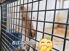-北京群众马术培训基地