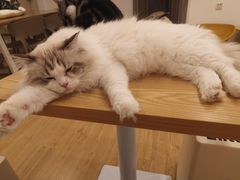 -有喵·猫咖·狗咖·30几只猫10只小狗(岗厦店)