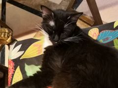 -猫色咖啡·猫咖
