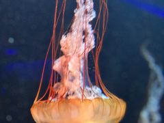 -新加坡海洋生态馆