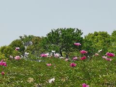 -东方假日田园-停车场