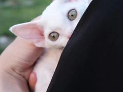 -十年猫舍·猫咪专门店(普陀店)