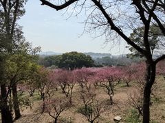 -无锡梅园公园
