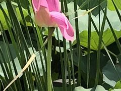 -荷塘月色湿地公园·向阳花洲