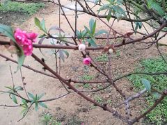 -南国桃园旅游度假区