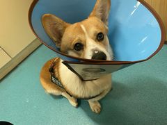 -仁华宠物医院(青羊店)