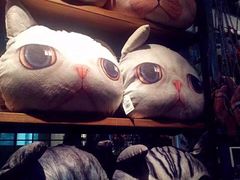 -猫咪博物馆(顶澳仔猫街店)