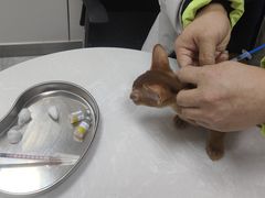 -中农国际动物医院24小时·猫科·骨科·急重症中心