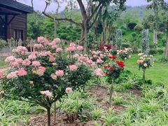 -东南花都花博园