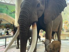 -陕西自然博物馆