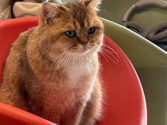 -平行世界·猫咖(首经贸店)
