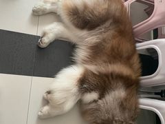 -Let's go狗咖·猫咖·奶狗·桌游(春熙路IFS店)