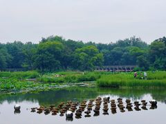 -西溪国家湿地公园