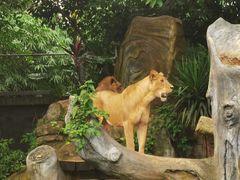 -海南热带野生动植物园