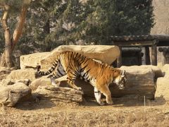 -北京野生动物园