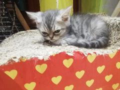 -万小咖.猫咖(中山路天虹店)