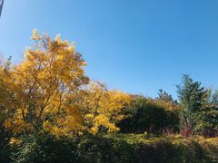 -田园北魏家宴·大同菜(御东店)