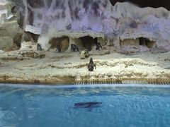 -帝企鹅自助餐厅•儿童岛•真企鹅(长隆企鹅酒店)