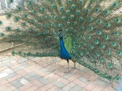 -长白岛森林公园