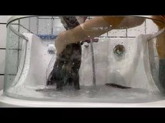 -Pets First伊珊娜洗护·精致美容·家庭式寄养(新会路店)