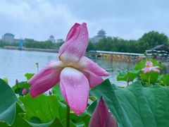 -莲花池公园