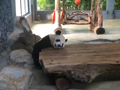 -海南热带野生动植物园
