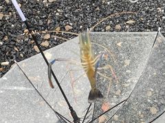-DGE季风钓虾营地·团建·聚会