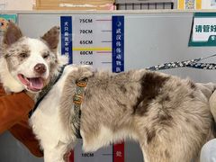 -伟伟宠物医院·CT影像中心·瑞派犬猫综合性门诊(汉口总院)