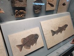 -湖南省地质博物馆