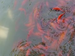 -丰台花园