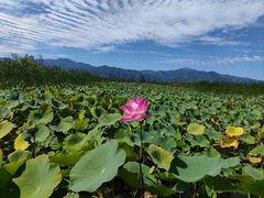 -野鸭湖国家湿地公园