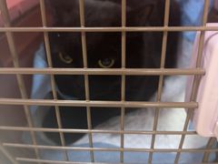 -宠福鑫动物医院(城北分院)