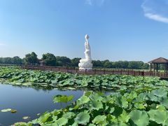 -荷塘月色湿地公园·向阳花洲