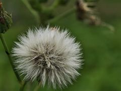 -洋湖国家湿地公园