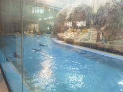 -帝企鹅自助餐厅•儿童岛•真企鹅(长隆企鹅酒店)