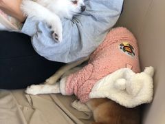 -怪兽屋·羊驼·猫咖·狗咖(俊华广场店)