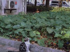 奥利奥海盐卷-曦Xi Coffee