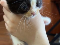 -楼上猫咖(罗湖店)