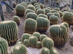 -南山植物园