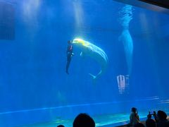 -芜湖新华联大白鲸海洋公园