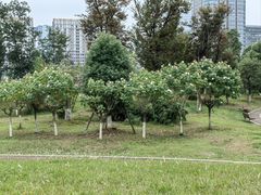 -桂溪生态公园