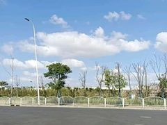 -上海滨江森林公园