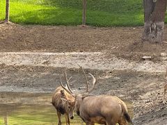 -北京野生动物园