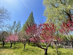 -莲花池公园
