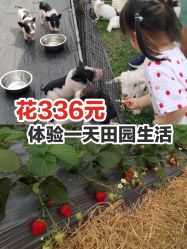 点击看大图 -前小桔亲子创意农场·草莓采摘·露营烧烤