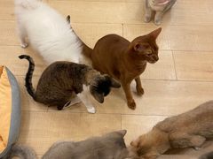 -Let's go狗咖·猫咖·奶狗·桌游(春熙路IFS店)