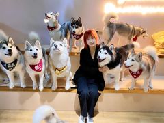 -Husky Go! 哈士奇体验馆·宠物咖啡厅狗咖